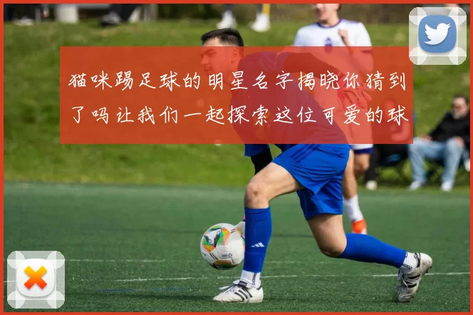 猫咪踢足球的明星名字揭晓你猜到了吗让我们一起探索这位可爱的球星